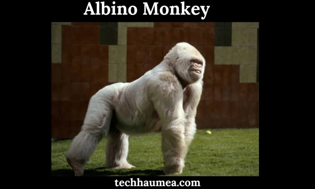 Comparison of Albino and Pigmented Monkeys