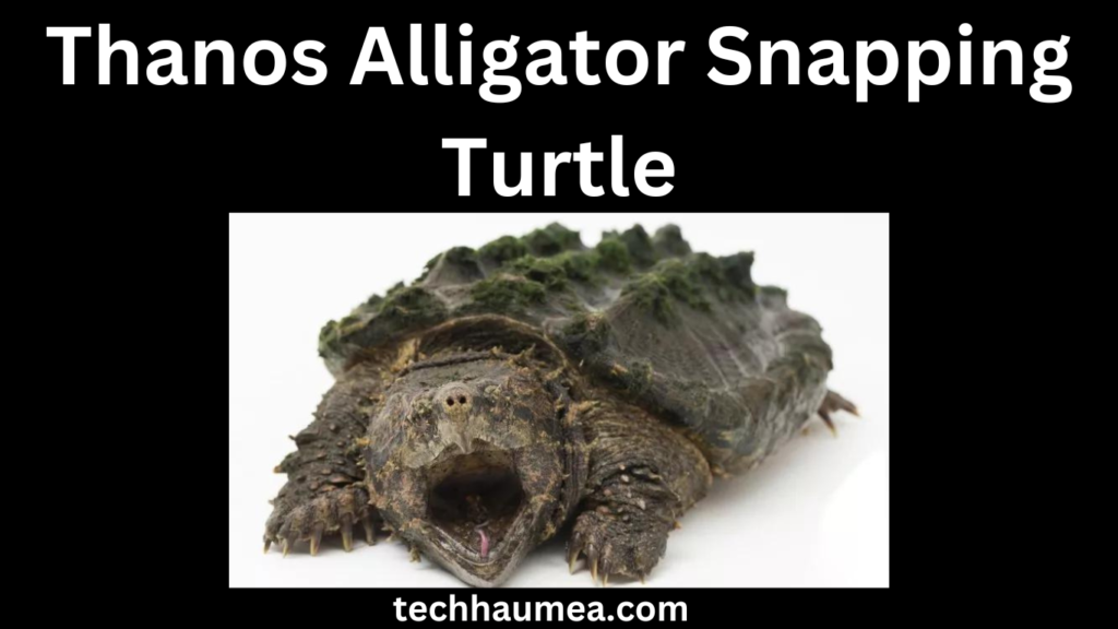 Challenges of Keeping an Alligator Snapping Turtle as a Pet