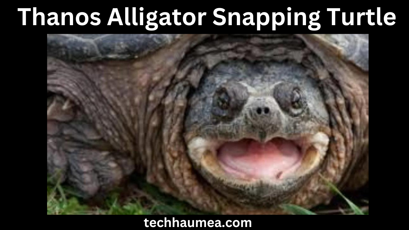 Thanos Alligator Snapping Turtle A Marvelous Reptile Tale